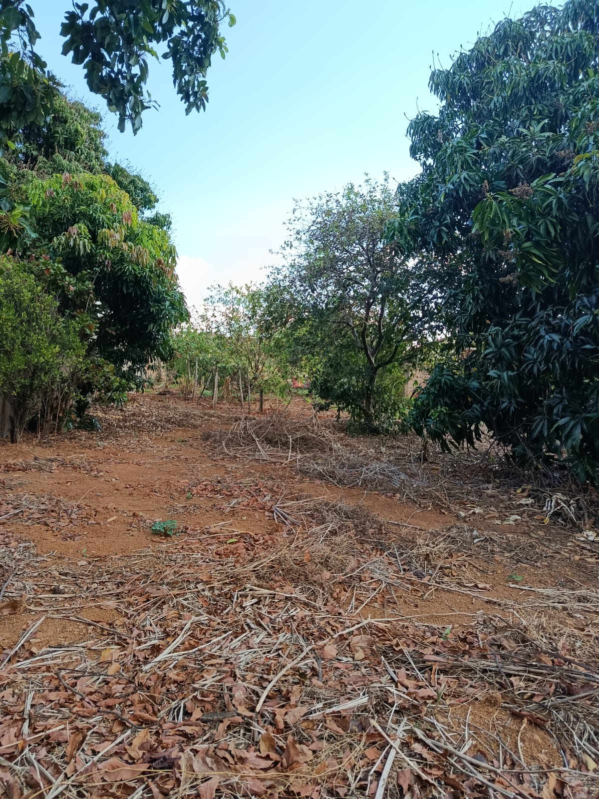 Terreno 450m Vila Silvéria - Imagem 3